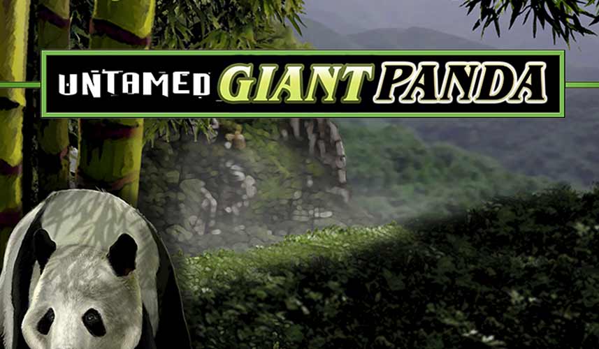 Untamed Giant Panda