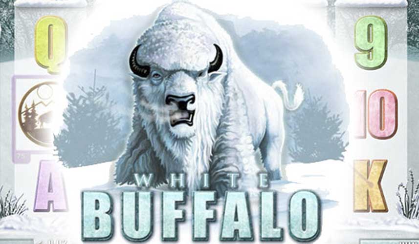 White Buffalo